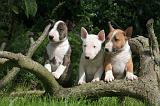 BULL TERRIER MINIATURE 189